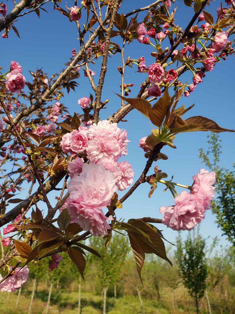 prunus-serrulata-kwanzan-japanese-flowering-cherry