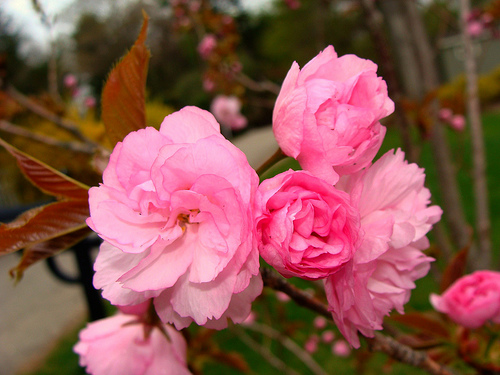 prunus-serrulata-kwanzan-japanese-flowering-cherry