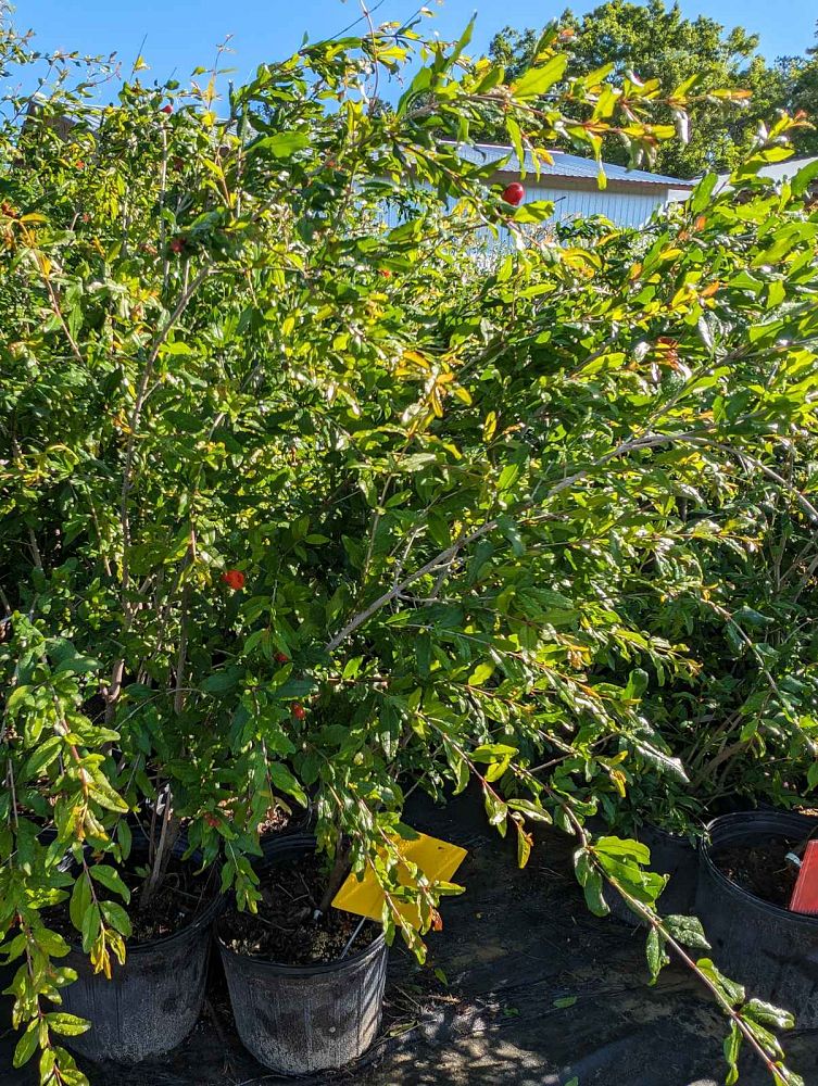 punica-granatum-ambrosia-pomegranate