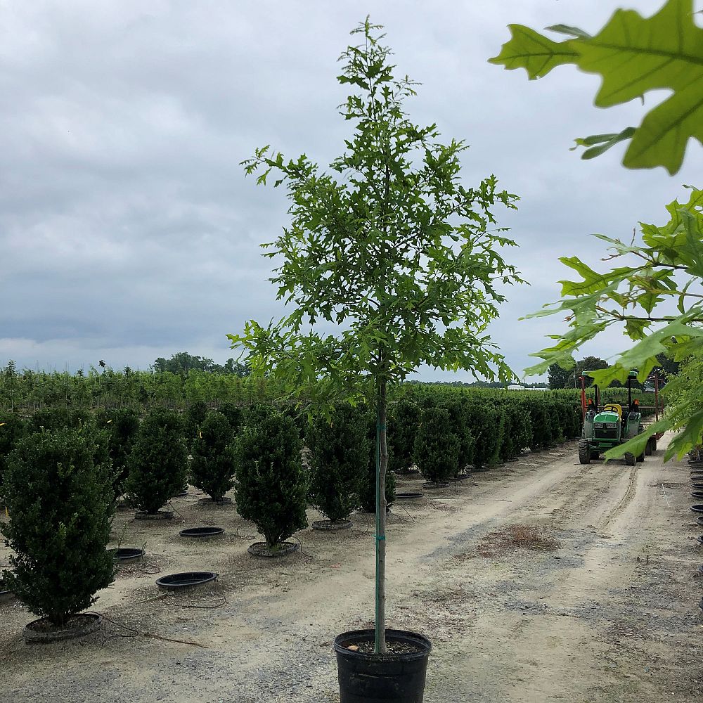 quercus-lyrata-overcup-oak
