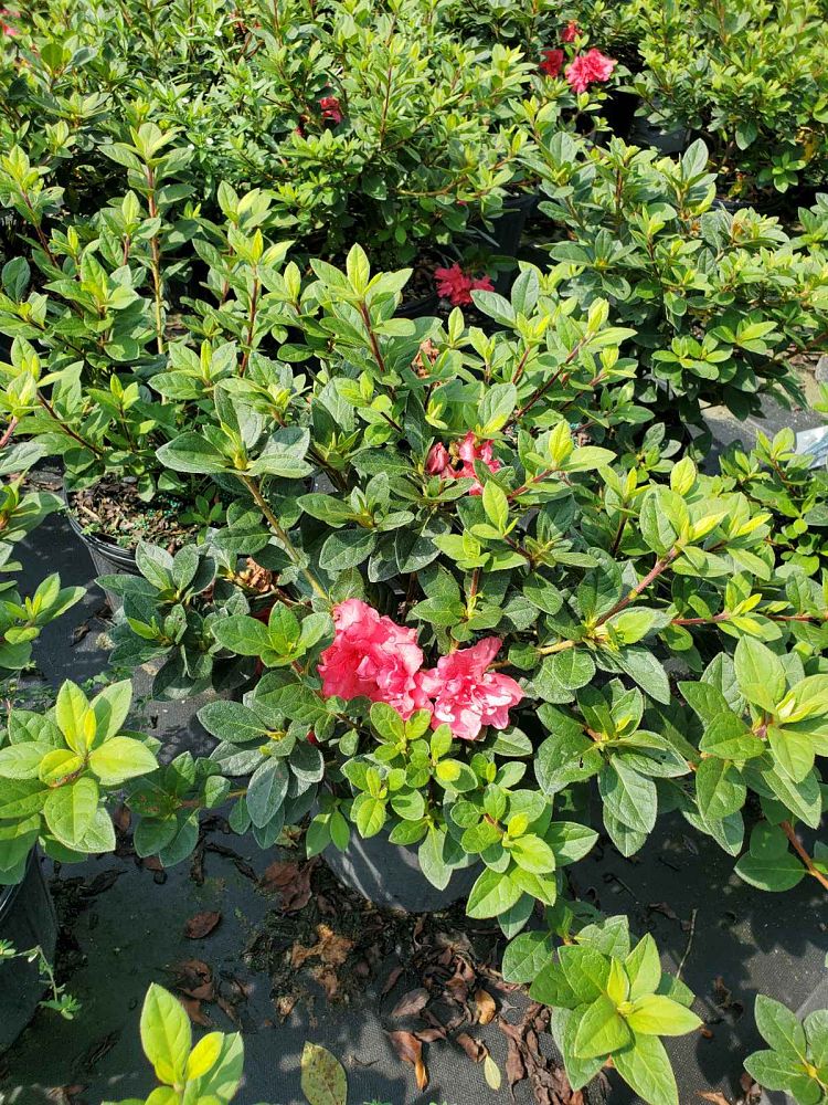 rhododendron-conlea-encore-reg-autumn-rouge-reg-reblooming-azalea