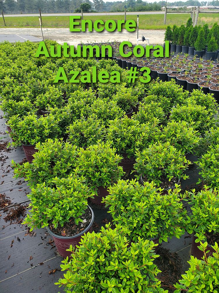 rhododendron-conled-encore-reg-autumn-coral-reg-reblooming-azalea