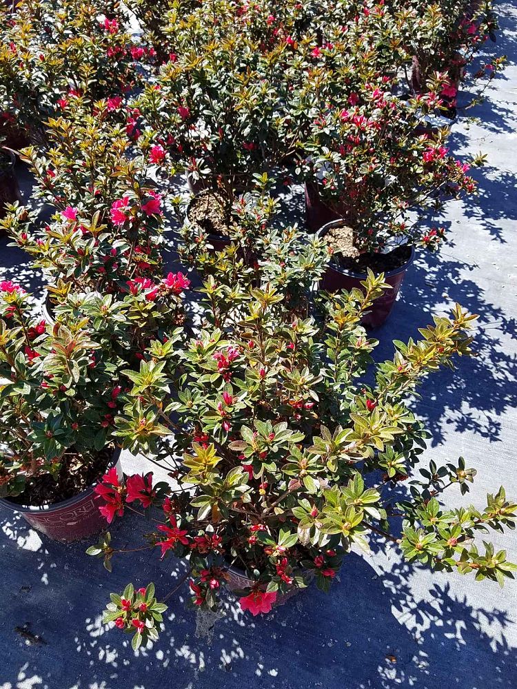 rhododendron-conler-encore-reg-autumn-ruby-reg-reblooming-azalea