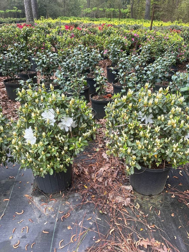 rhododendron-delaware-valley-white-azalea