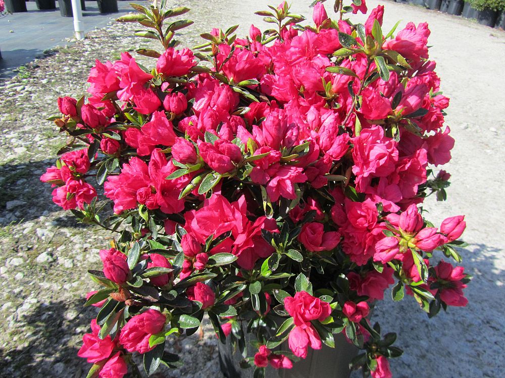 rhododendron-hershey-s-red-azalea