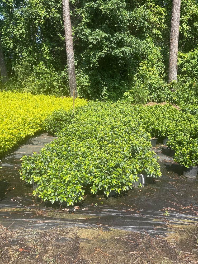 rhododendron-indicum-formosa-southern-indica-hybrid-azalea