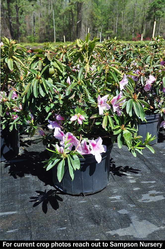 rhododendron-indicum-george-l-taber-southern-indica-hybrid-azalea-george-tabor-azalea