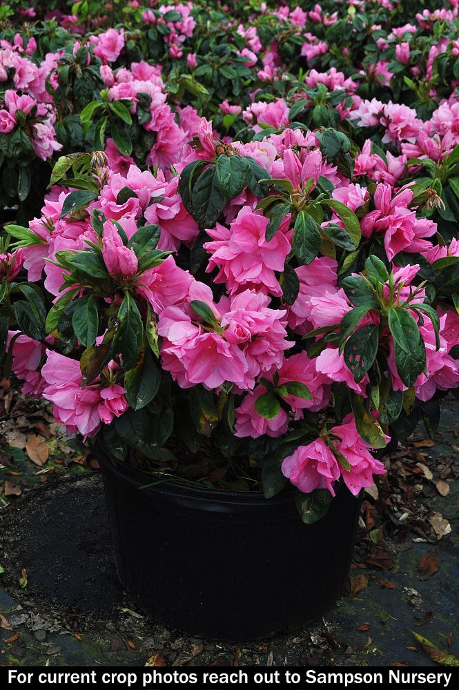 rhododendron-pink-ruffles-azalea