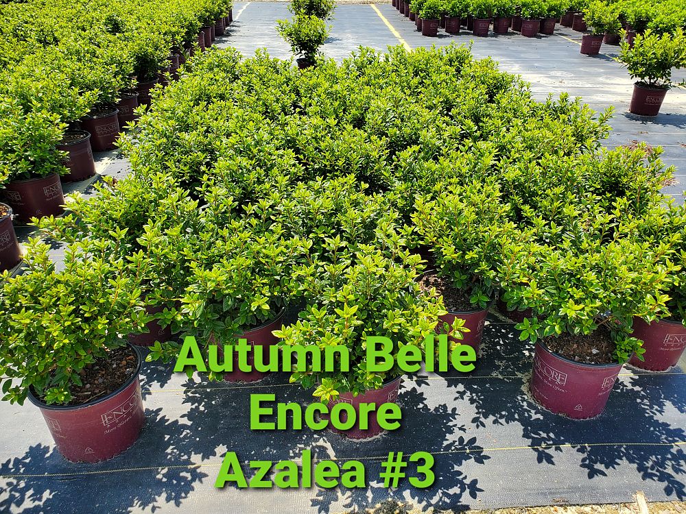 rhododendron-robleo-encore-reg-autumn-belle-reg-reblooming-azalea