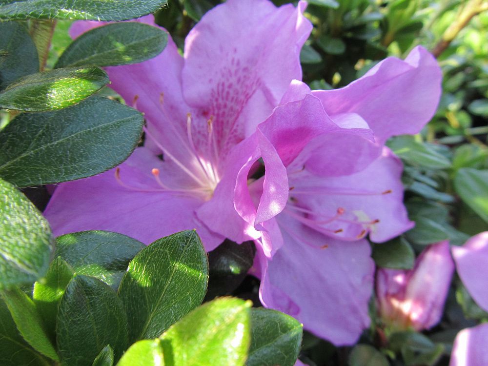 rhododendron-robles-encore-reg-autumn-lilac-reg-reblooming-azalea