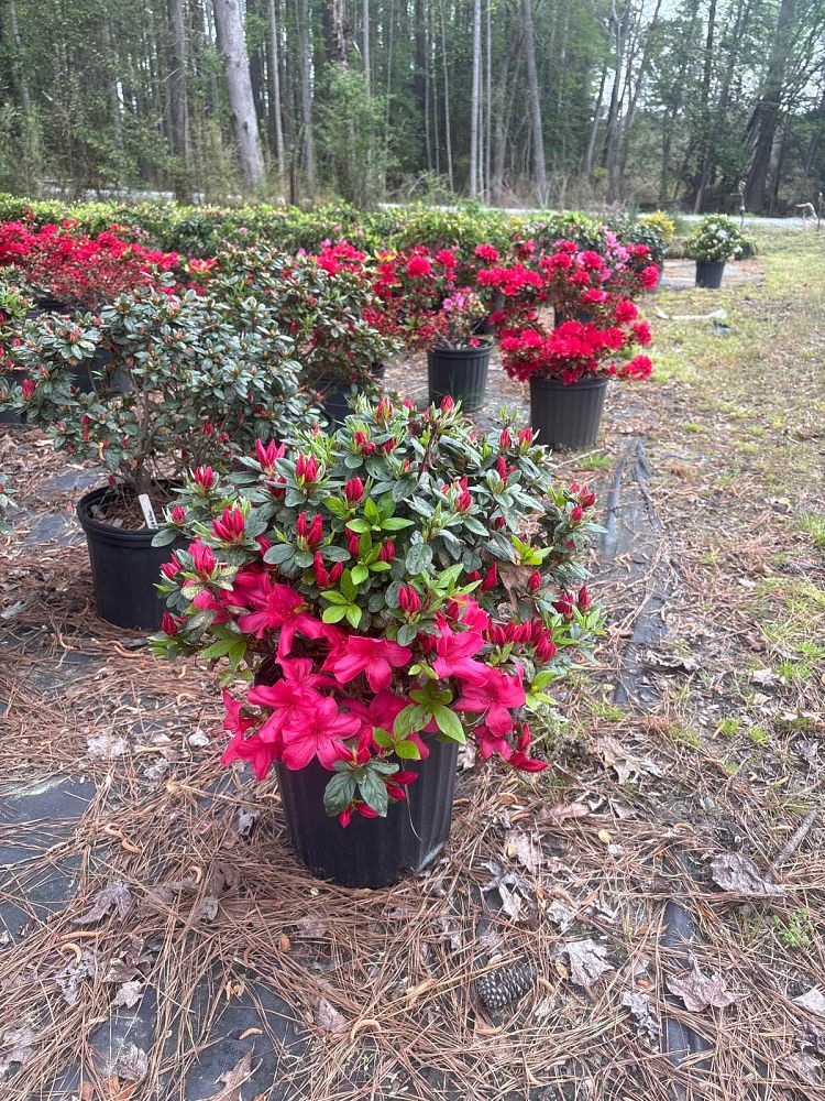 rhododendron-sunglow-azalea