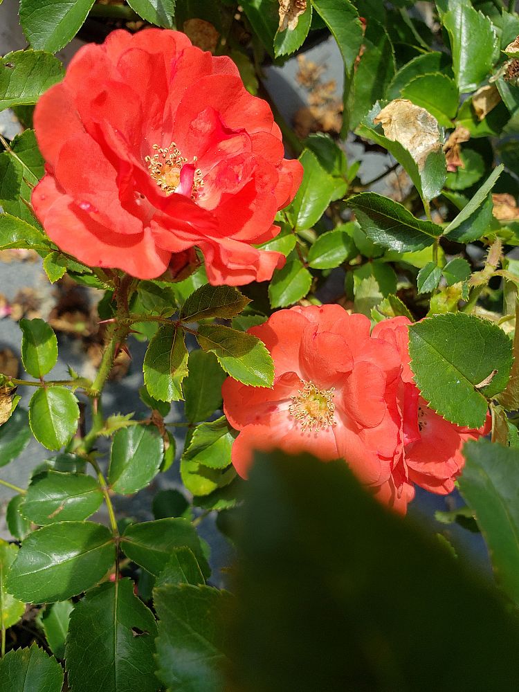 rosa-meidrifora-coral-drift-reg-rose