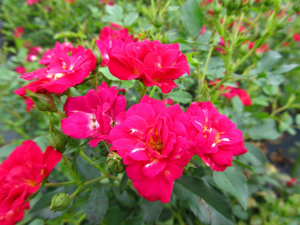 rosa-meigalpio-red-drift-reg-rose