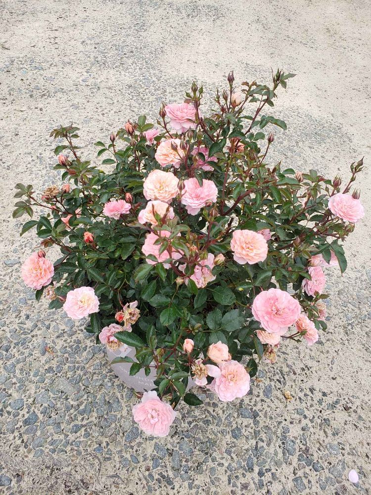 rosa-meimirrote-apricot-drift-reg-rose