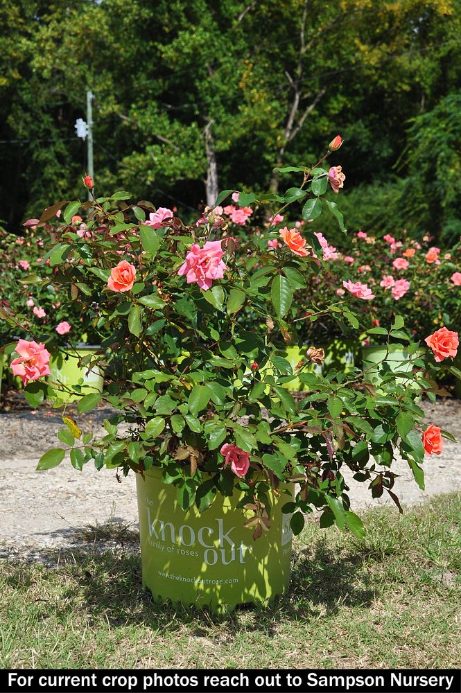 rosa-radral-coral-knock-out-reg-rose