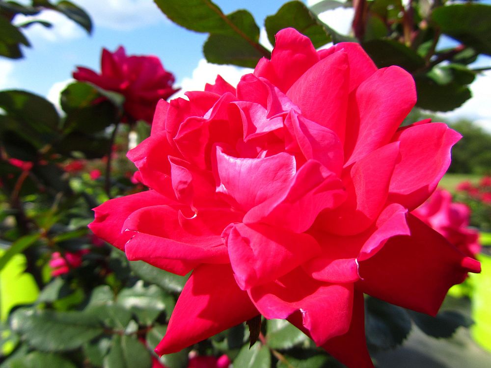 rosa-radtko-double-knock-out-reg-rose