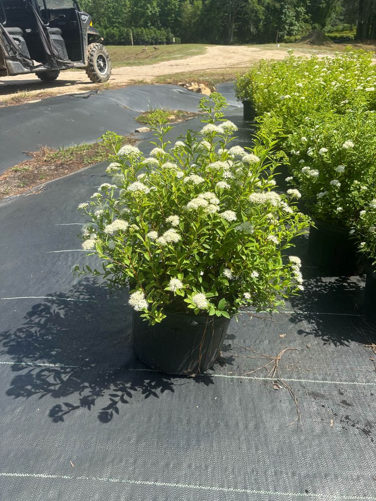 spiraea-japonica-conspiyet-empire-trade-yeti-trade-spiraea