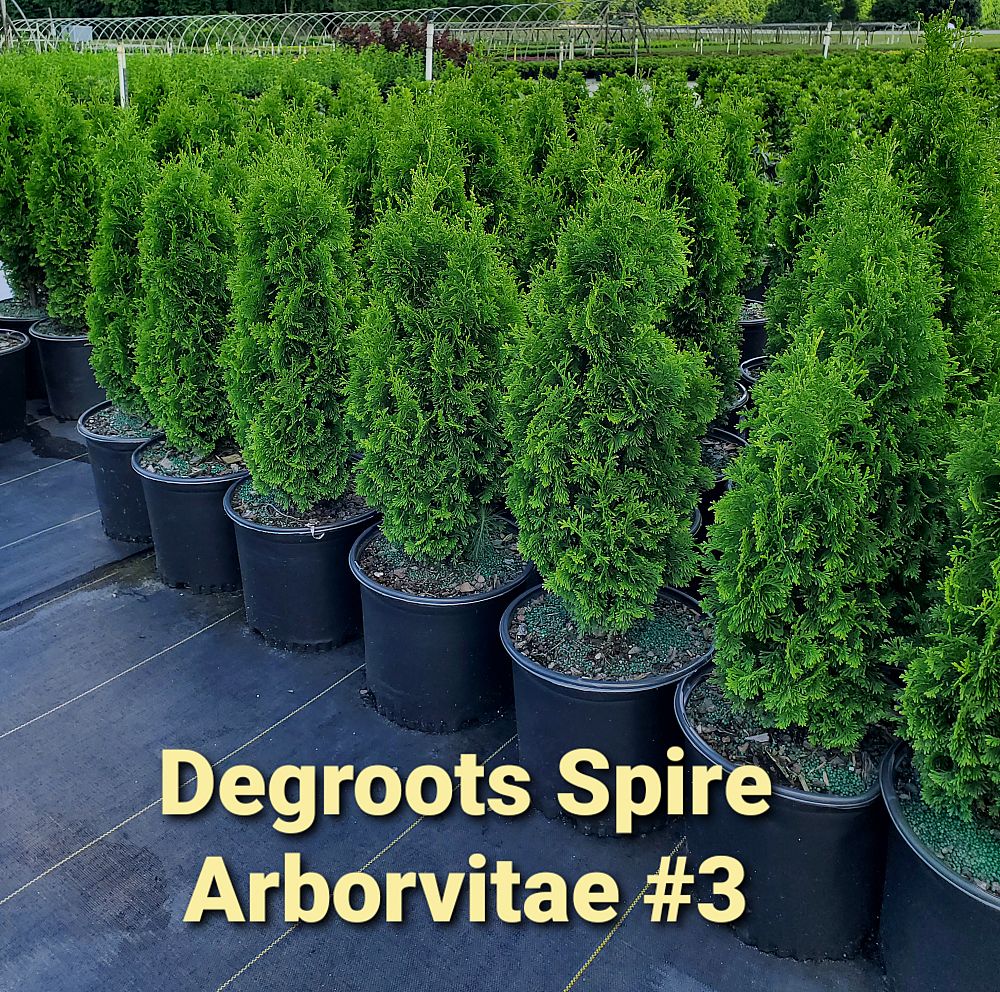 thuja-occidentalis-degroot-s-spire-arborvitae-false-white-cedar