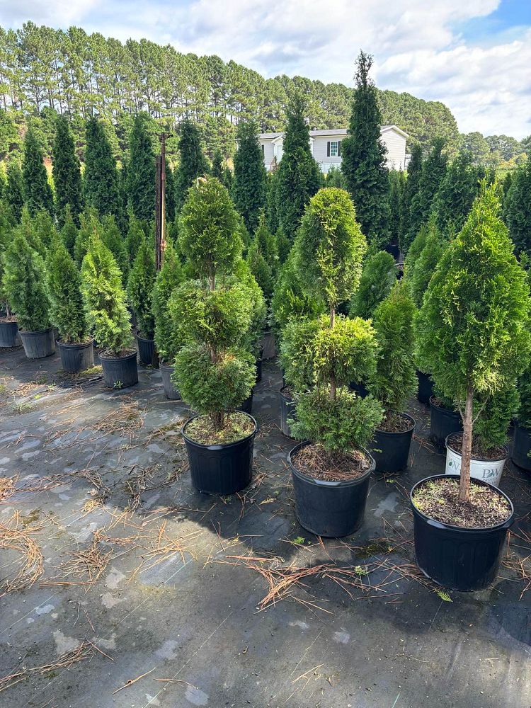 thuja-occidentalis-smaragd-arborvitae-emerald-green-false-white-cedar