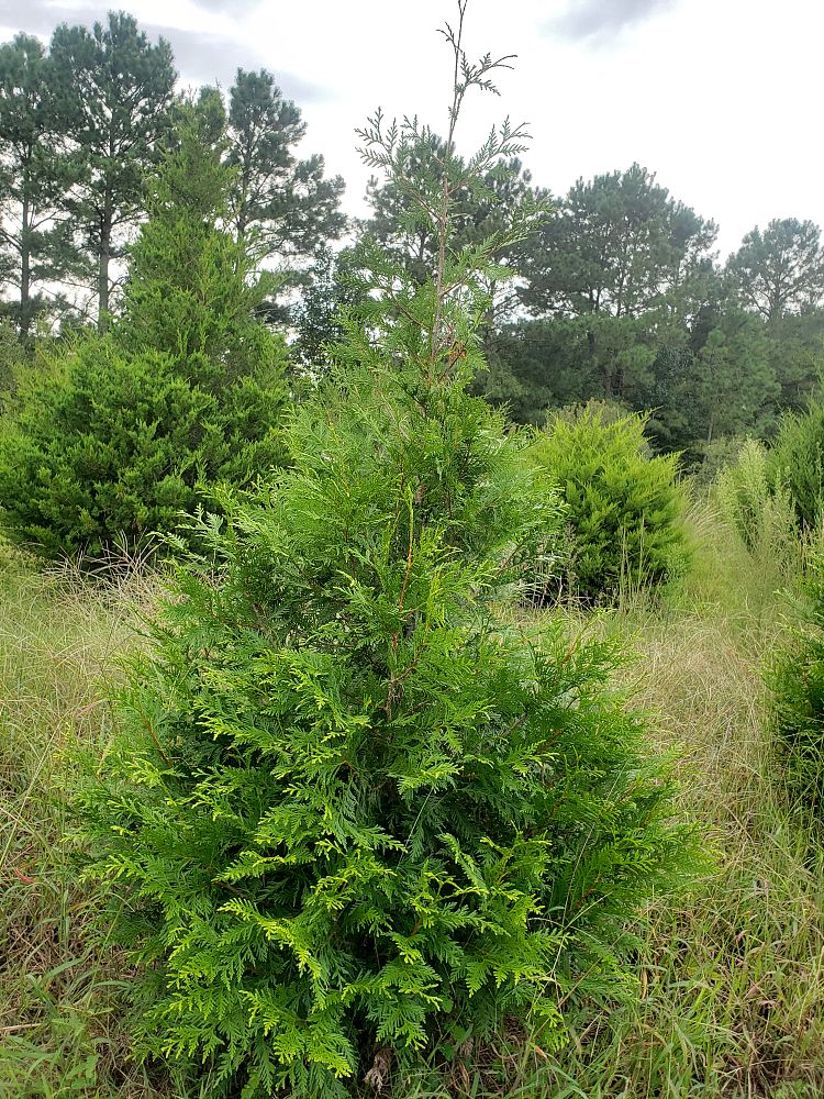 thuja-plicata-green-giant-western-red-cedar-giant-arborvitae