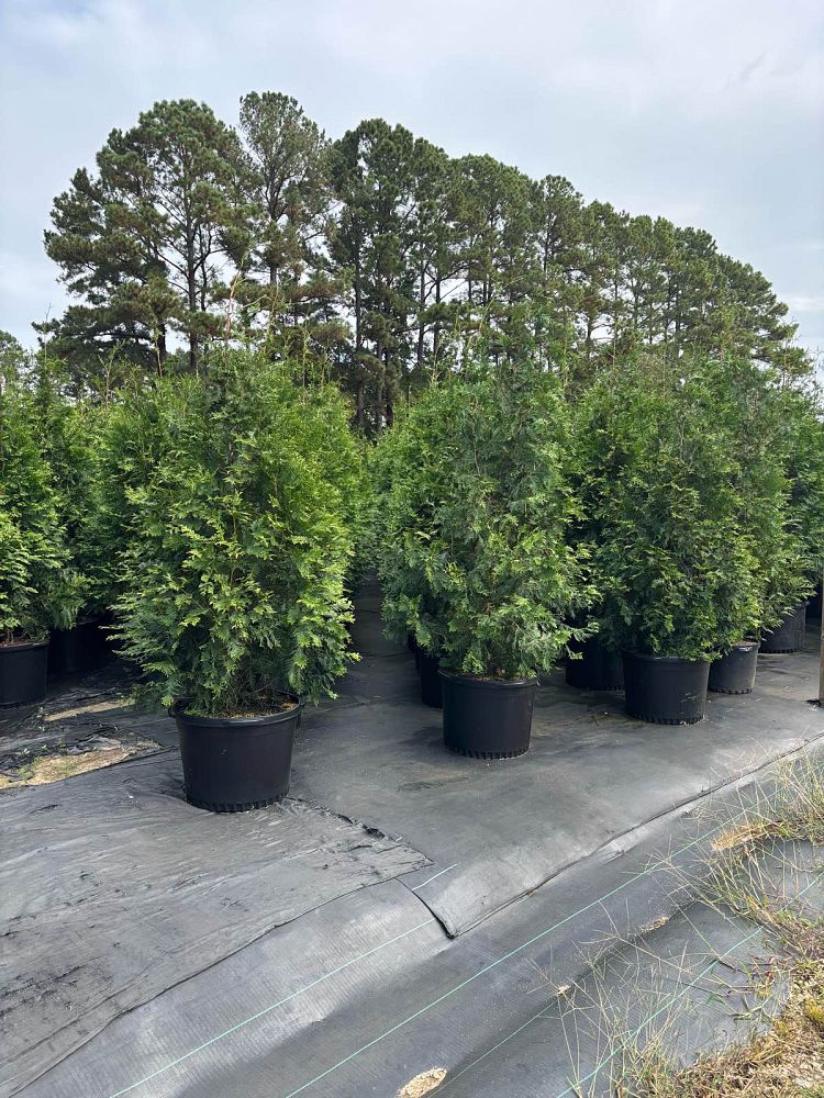 thuja-plicata-green-giant-western-red-cedar-giant-arborvitae