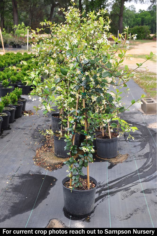 trachelospermum-jasminoides-confederate-jasmine