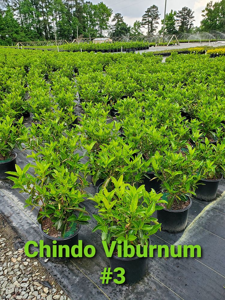 viburnum-odoratissimum-awabuki-chindo-chindo-sweet-viburnum