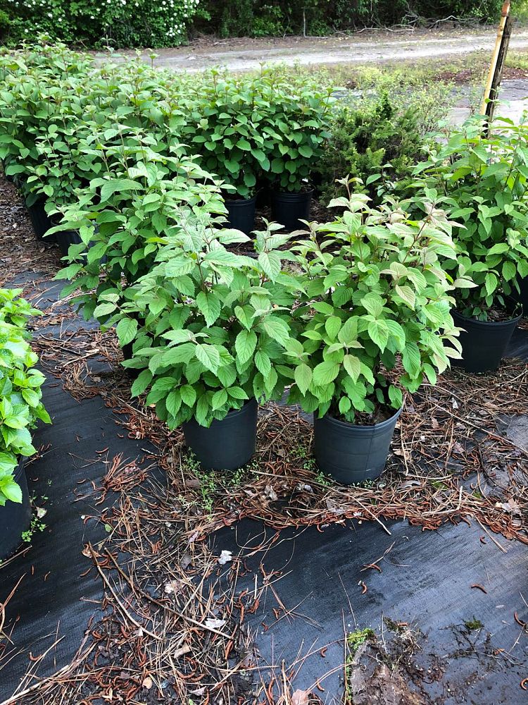 viburnum-plicatum-tomentosum-shasta-doublefile-viburnum-japanese-snowball