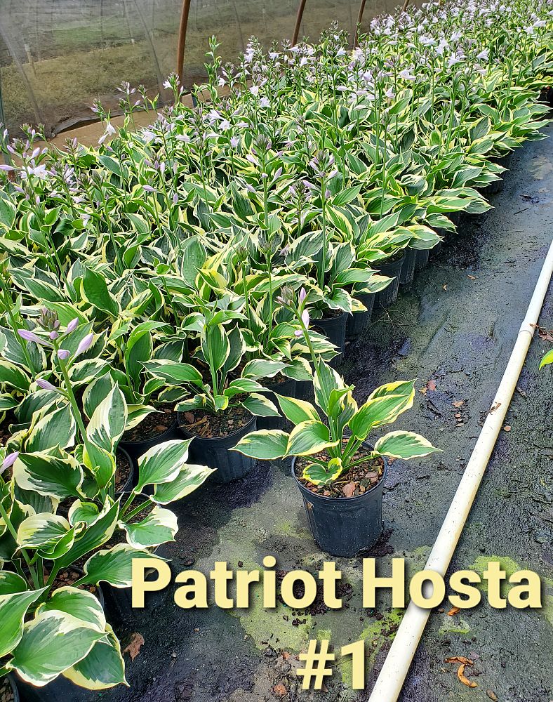 hosta-little-patriot