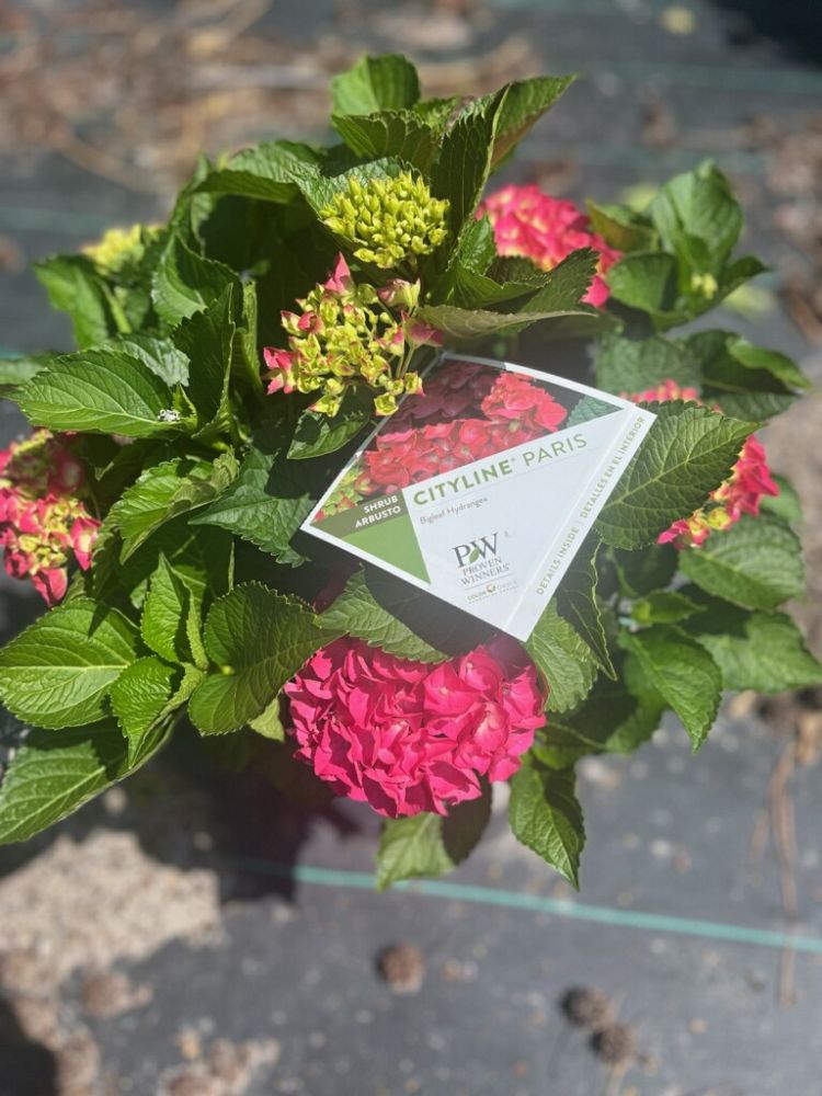 hydrangea-macrophylla-cityline-paris