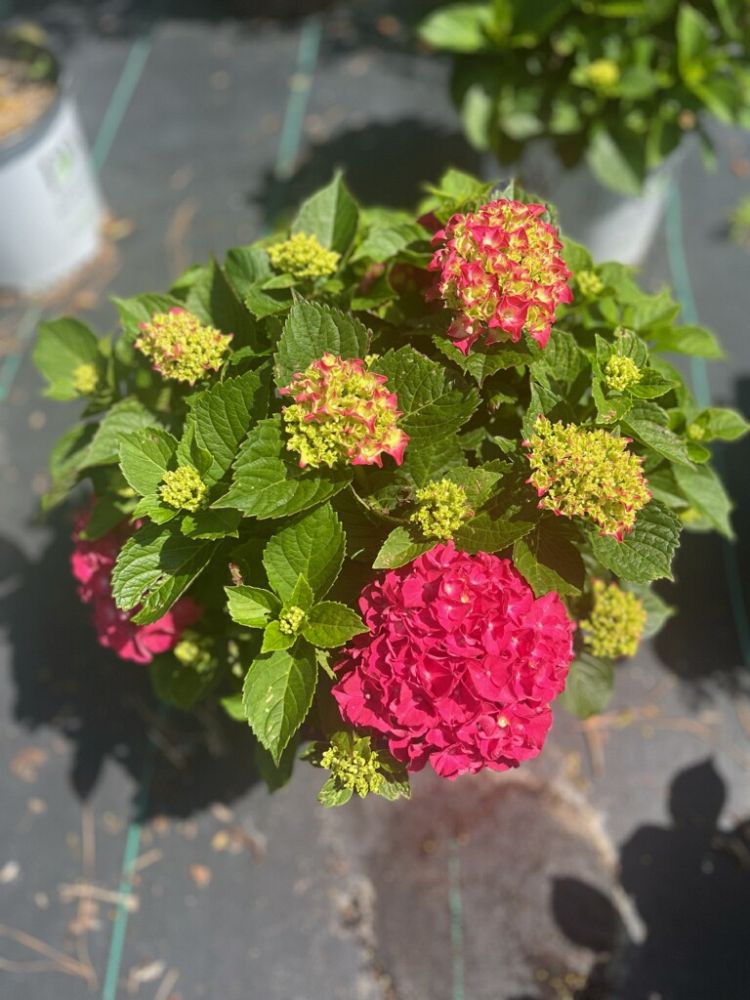 hydrangea-macrophylla-smnhml-wee-bit-giddy-reg-hydrangea