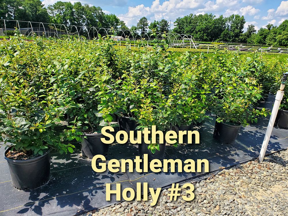 ilex-verticillata-southern-gentleman-winterberry-holly