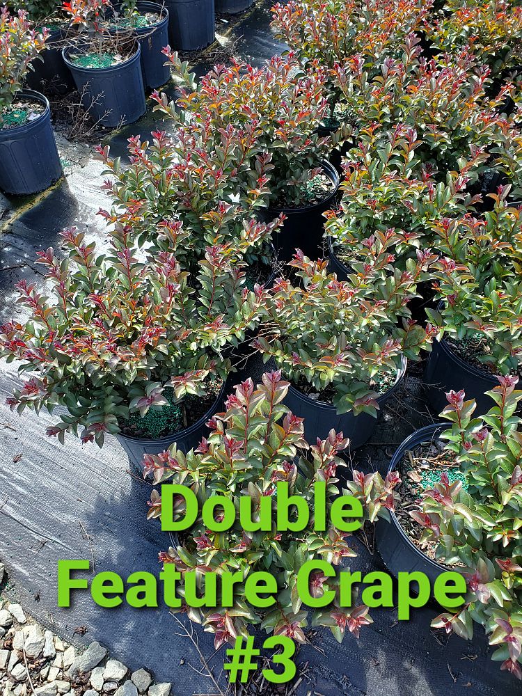 lagerstroemia-indica-whit-ix-crape-myrtle-double-feature