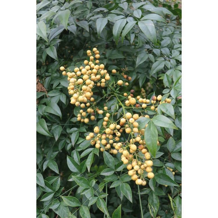 nandina-domestica-leucocarpa-yellow-berried-heavenly-bamboo-yellow-fruited-heavenly-bamboo