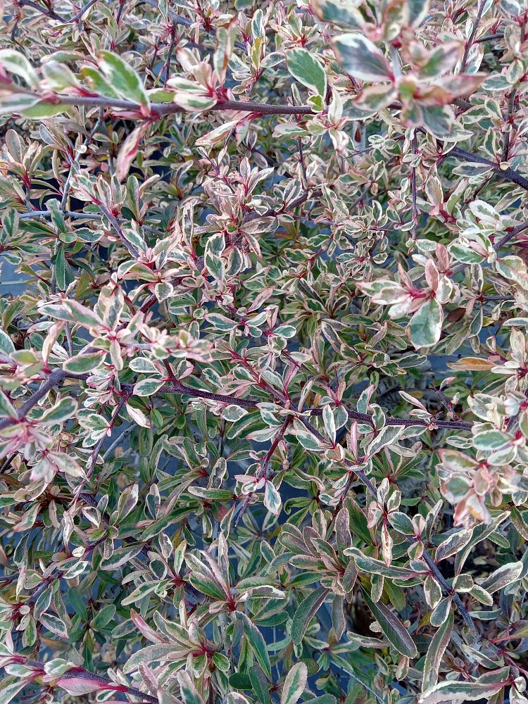 pyracantha-variegated-firethorn