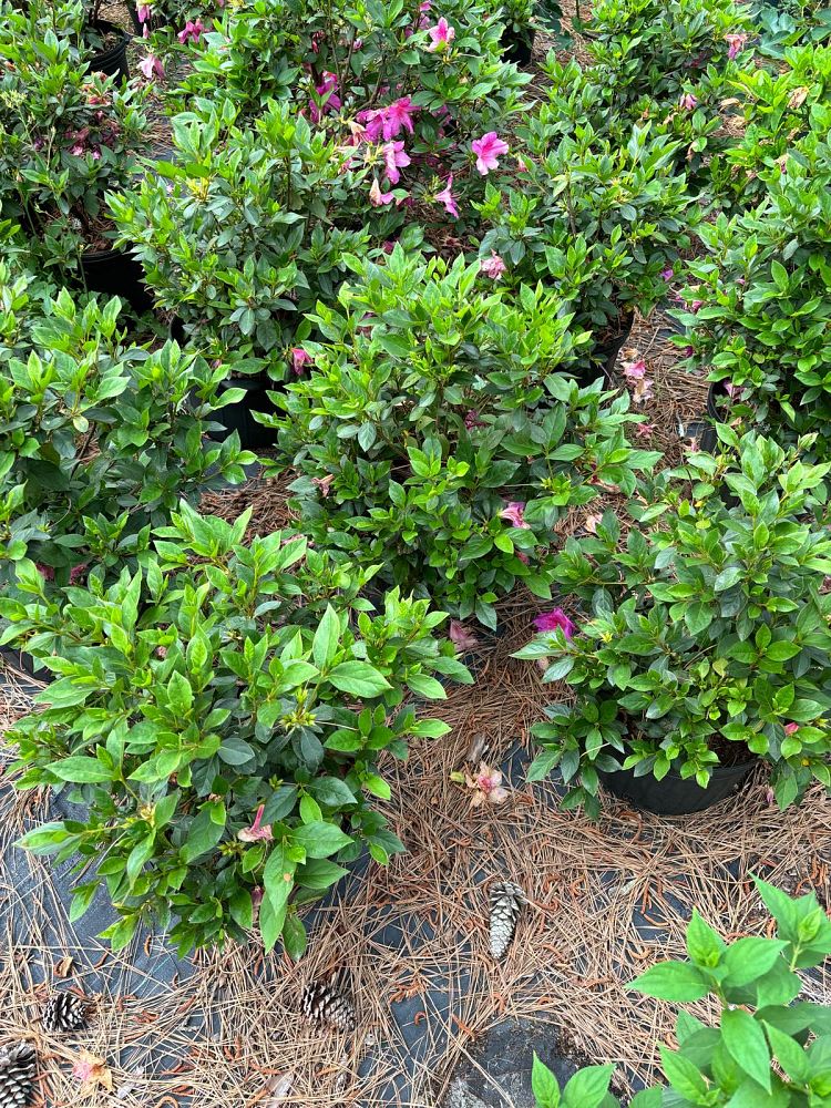 rhododendron-indicum-formosa-southern-indica-hybrid-azalea