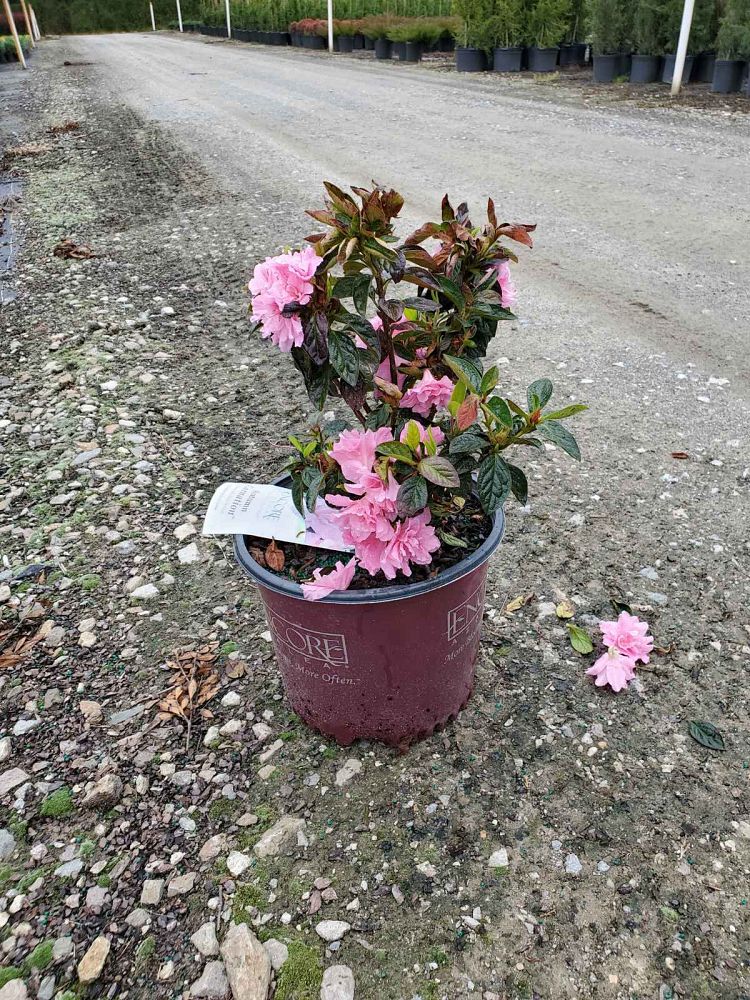 rhododendron-roblec-encore-reg-autumn-carnation-reg-reblooming-azalea